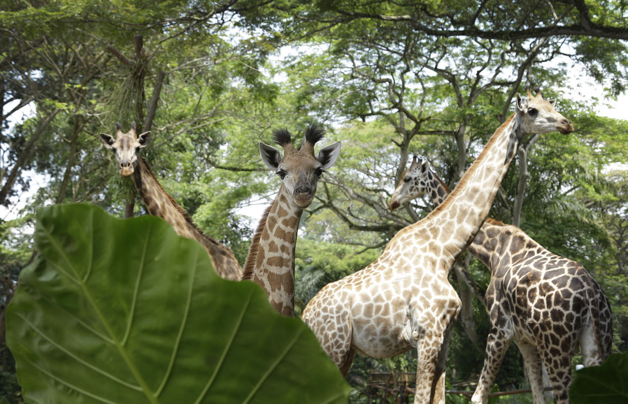 In Chicago, it is forbidden to fish while sitting on a giraffe's neck.